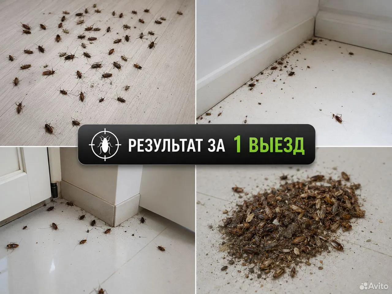 Пример результата обработки от тараканов
